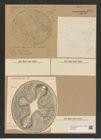 Auliscus samaruensis Grove et Sturt. (de-Toni-Nr.: Genus 171, Species 4369) Zeichnungen Sammlung Grunow Nr. 7937 (NHMW-BOT-W0377216)